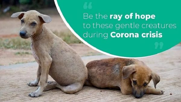 Vidya alumnus feeding street dogs in Guruvayur during lockdown